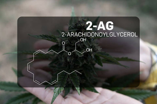 Chemical structure of 2-Arachidonoylglycerol (2-AG)