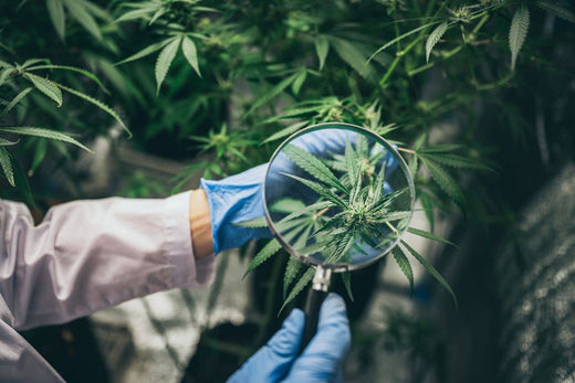 researcher studying cannabis