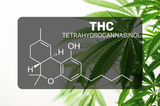 Chemical structure of THC (Tetrahydrocannabinol)