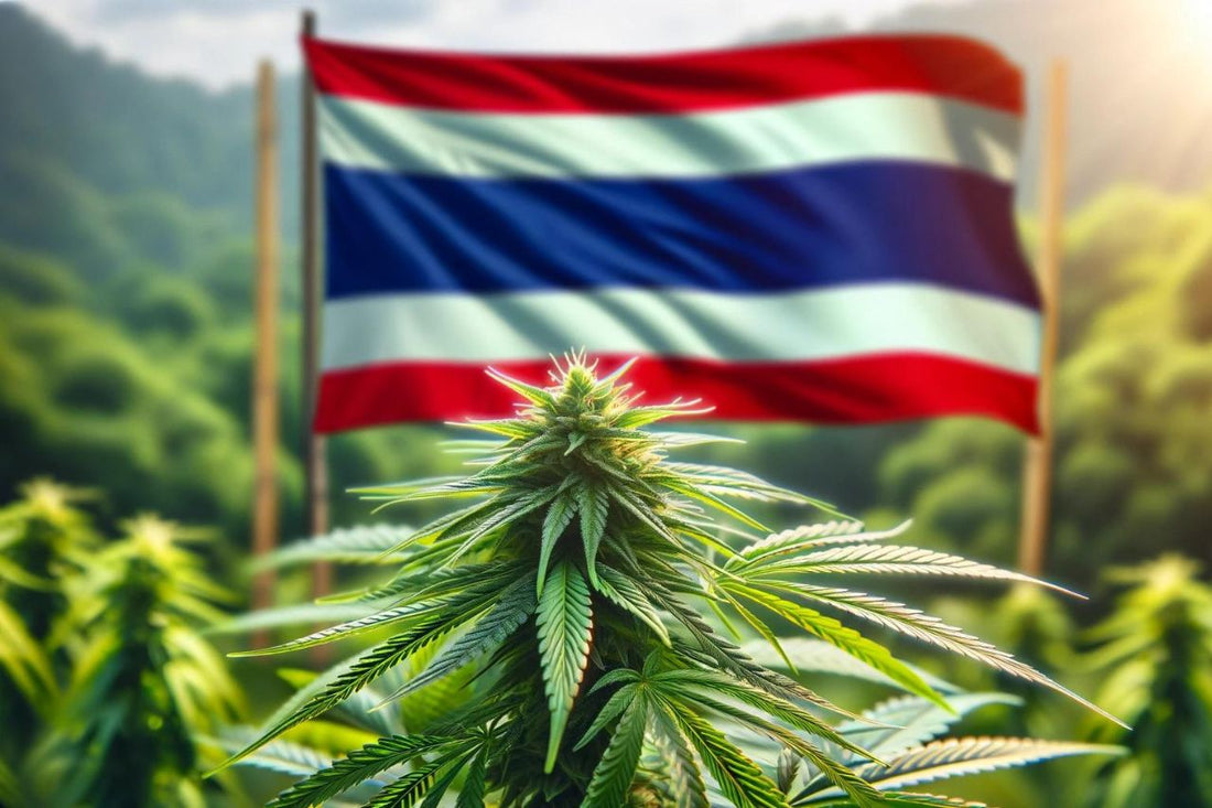 Flag of Thailand and cannabis plant