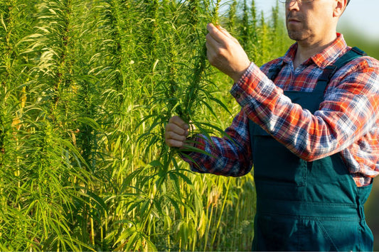 Man checking out hemp in his hemp field