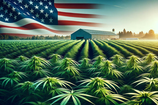 Hemp farm in USA