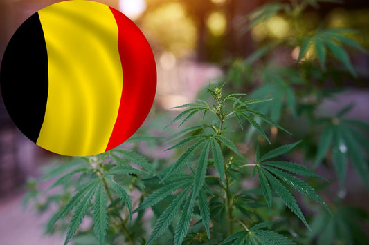 Belgium's Path to Cannabis Legalization