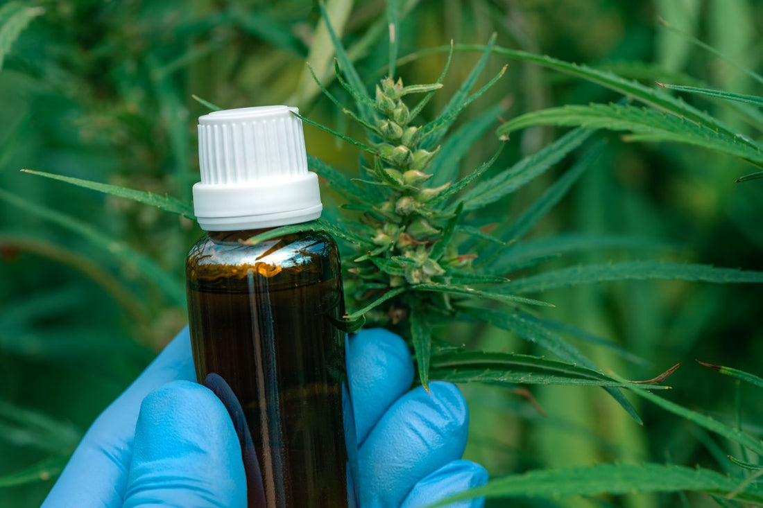 Scientist holding a CBD oil bottle
