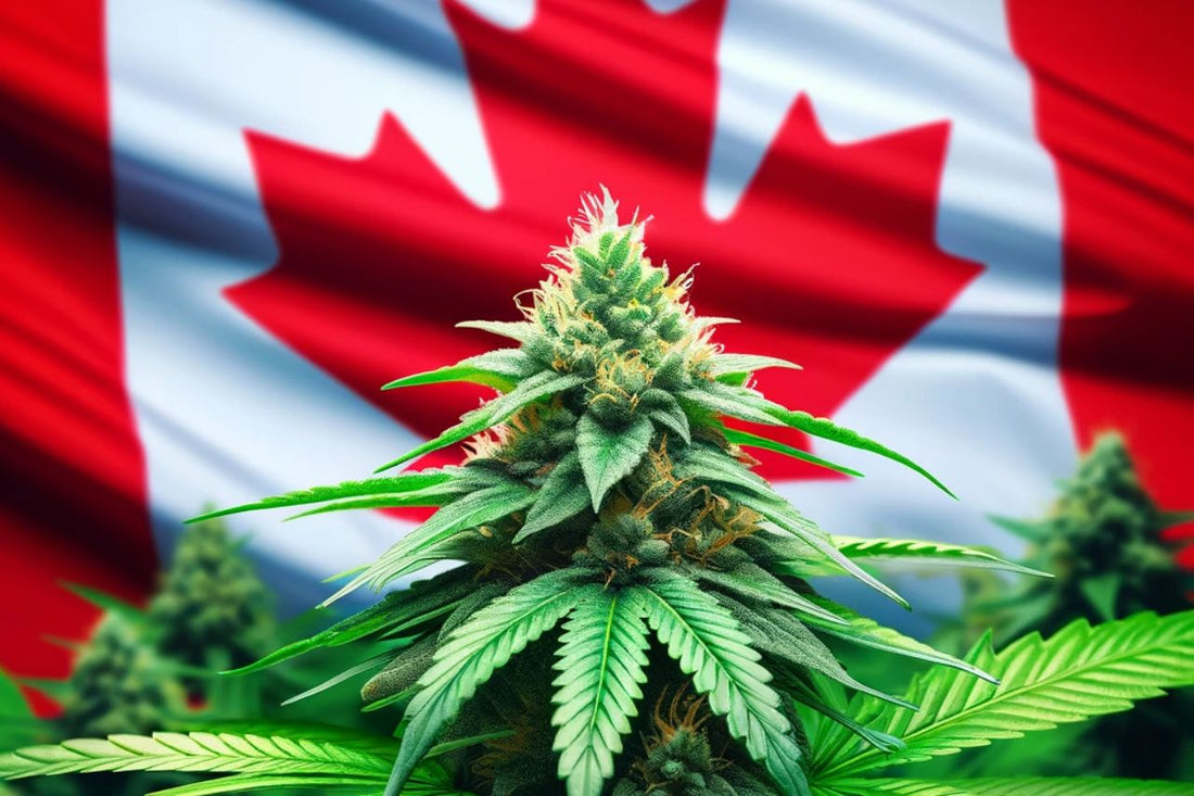 Cannabis plant infont of Canadian flag