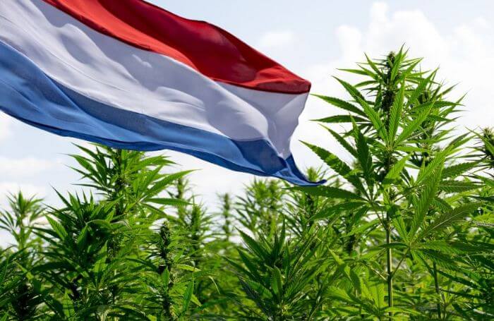 Dutch flag in a cannabis field