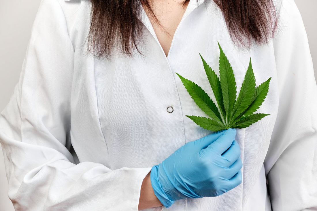 A doctor holding a cannabis leaf