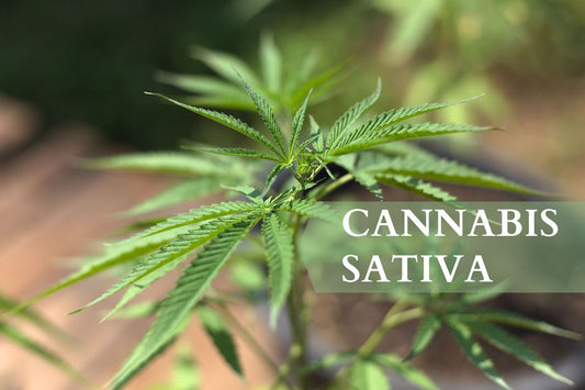 What is Cannabis Sativa?
