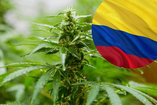 Colombia's Cannabis Export Regulations