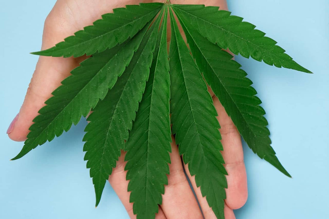 Cannabis leaf on hand