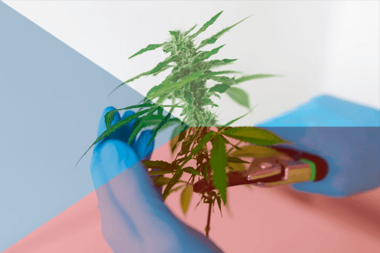 Czech Cannabis Legalisation at the ECJ