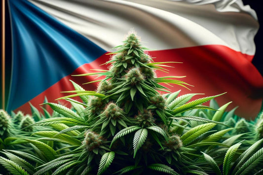 Cannabis plant and Czechia flag