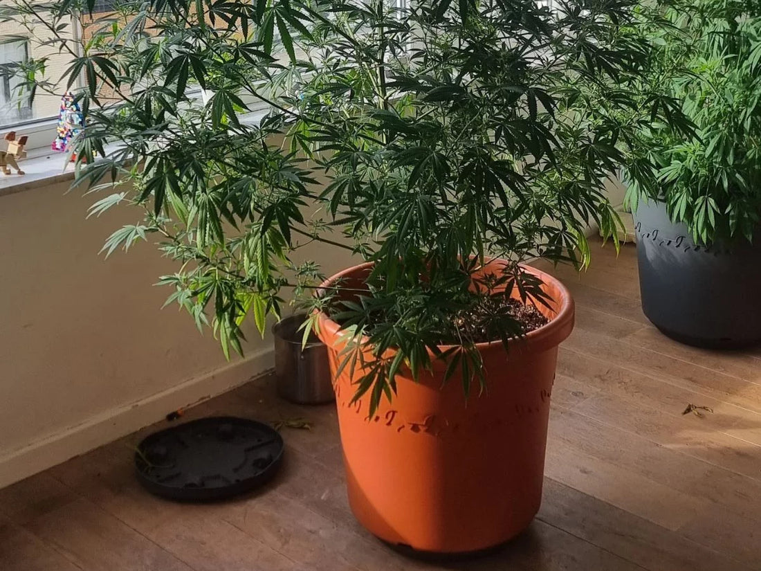 european parliament member show cannabis plant