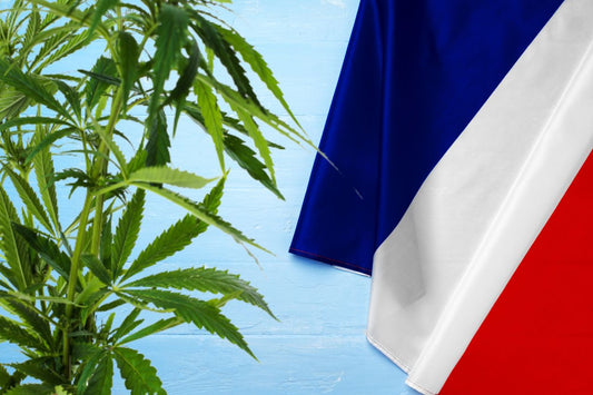 cannabis plant and flag of France