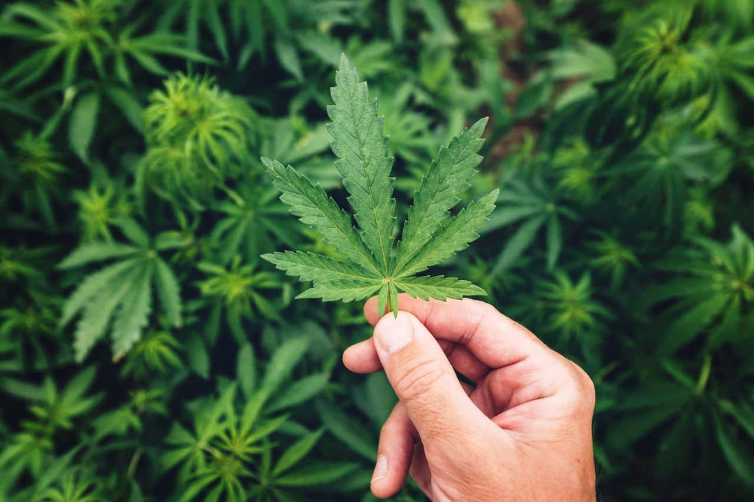 A hand holding cannabis