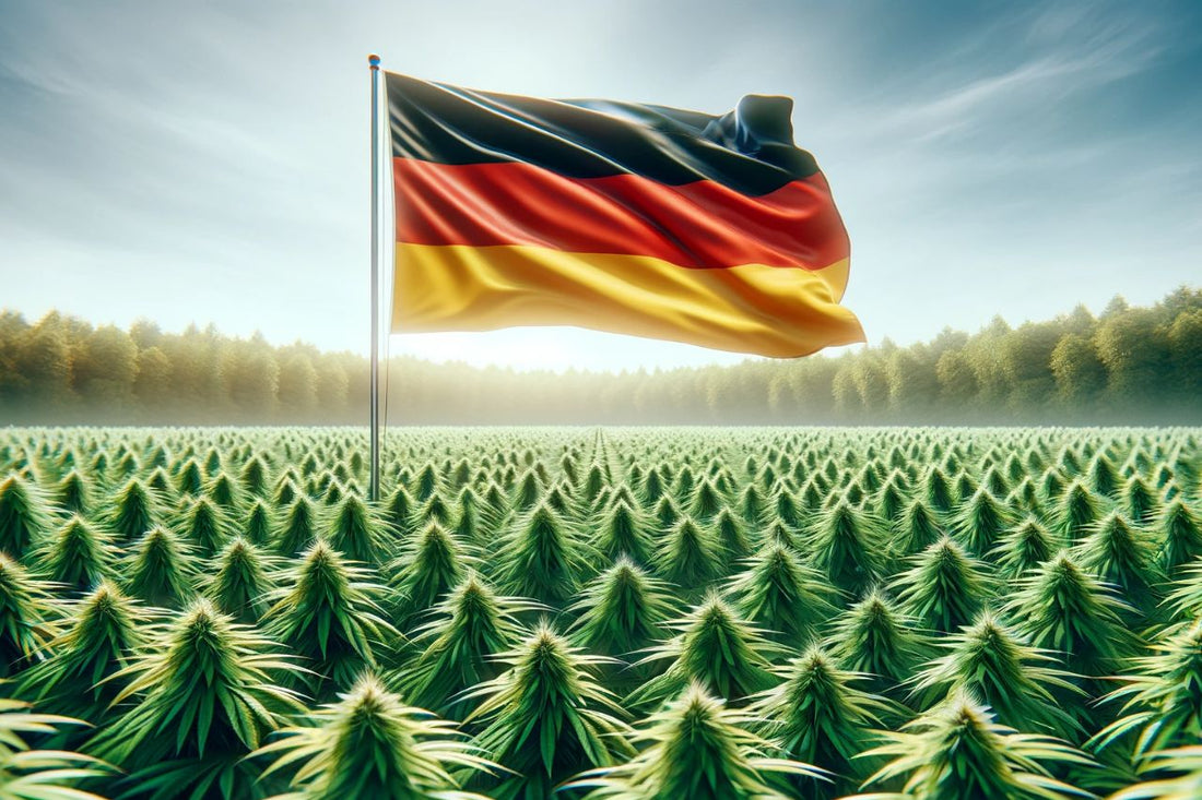 German flag in cannabis field