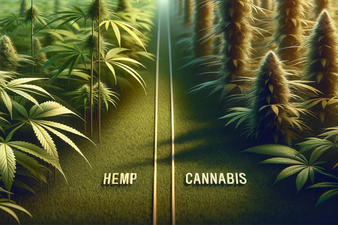 Hemp vs Cannabis: Unraveling the Legal and Botanical Mysteries