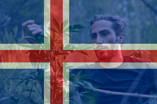 Iceland Suggests Medical Cannabis Pilot Project