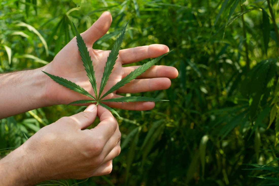 hands holding a hemp leaf