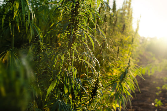 Industrial hemp field in Italy