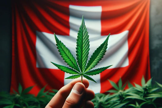 Cannabis leaf infornt of Swiss flag
