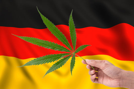 holding a cannabis leaf in front of German flag