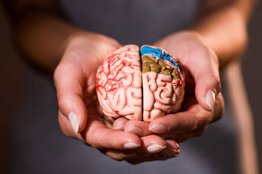 Holding a brain model