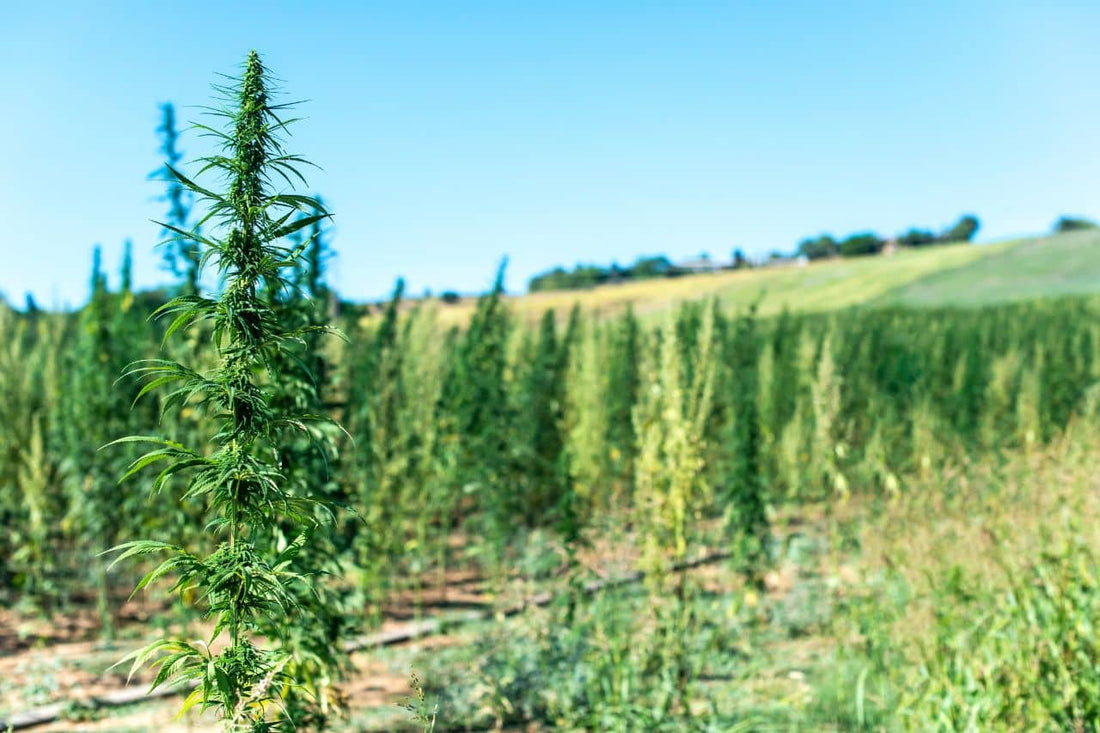 Polish hemp field and a blue sky