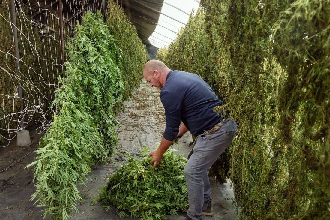 Man holding cannabis