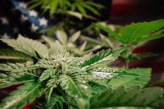 Cannabis plant in front of American flag