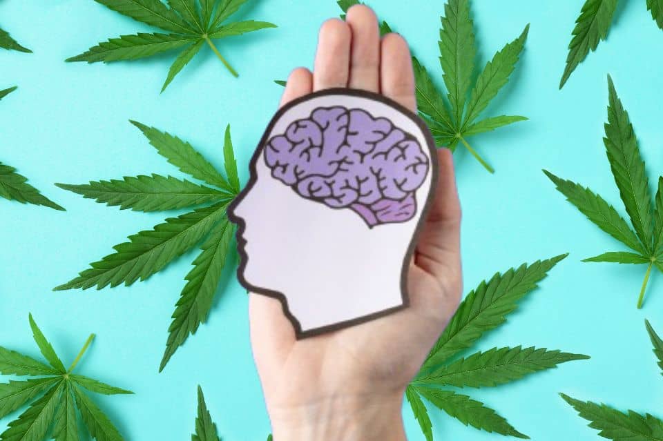 Brain illustration with cannabis leaves in the background