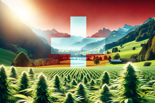 Cannabis farm in Switzerland
