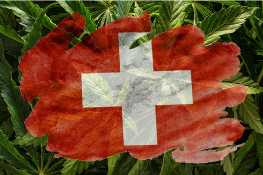 Swiss flag with Cannabis Plant on the back ground