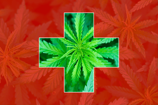 Switzerland Plans More Cannabis Model Projects: A Progressive Step