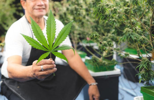 Man holding a cannabis leaf in Thailand