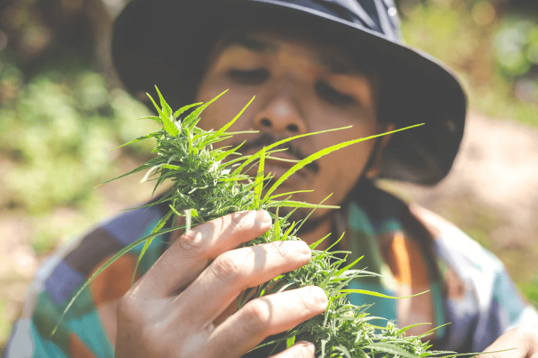 Thailand's Cannabis Legalisation