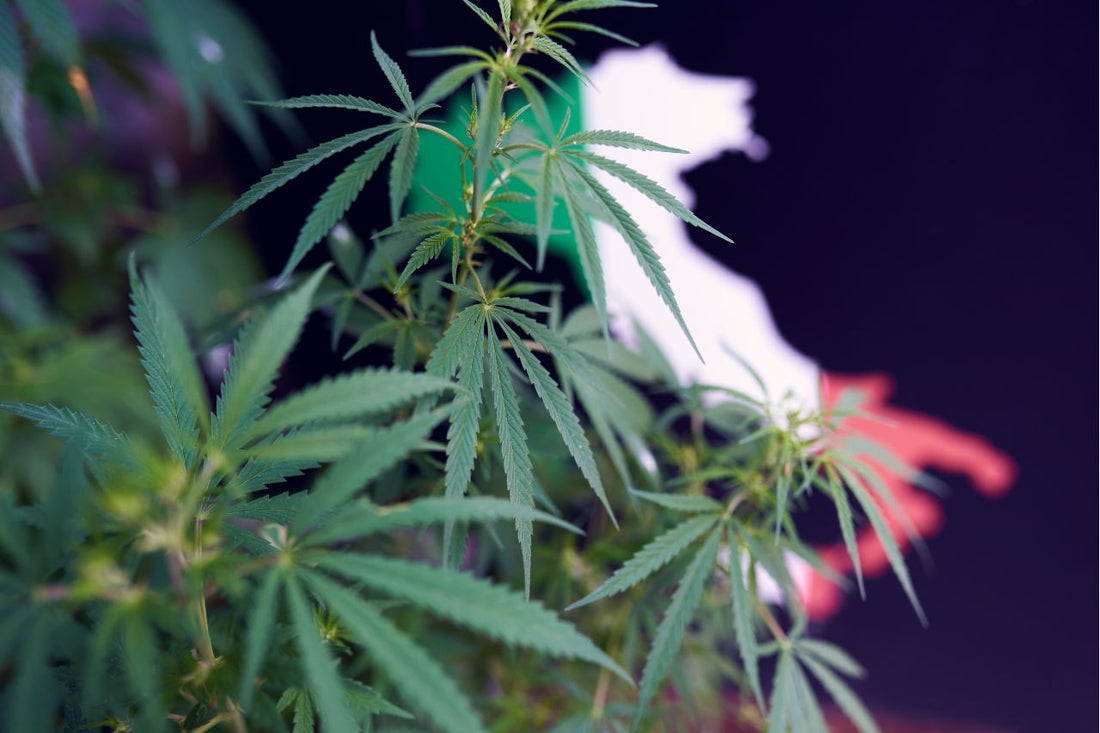 Cannabis plant in front of the map of Italy