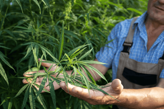 Unravelling the Impact of Uganda's Historic Cannabis Court Decision