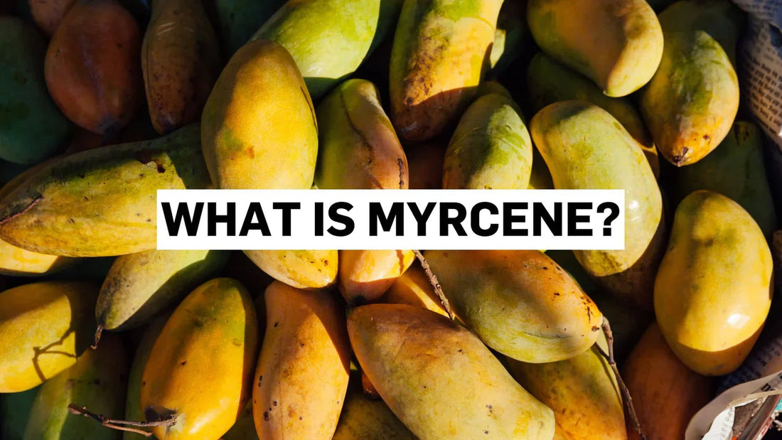 What is Myrcene?