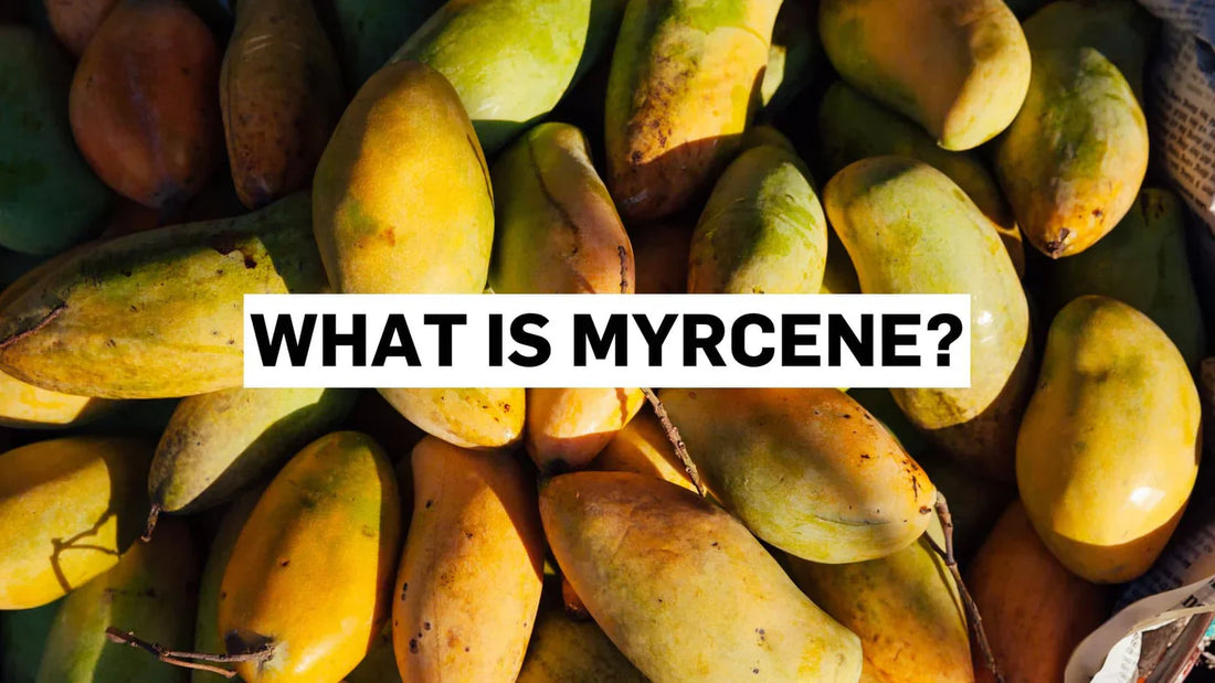What is Myrcene?