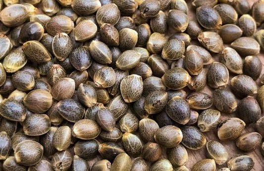 Cannabis seeds