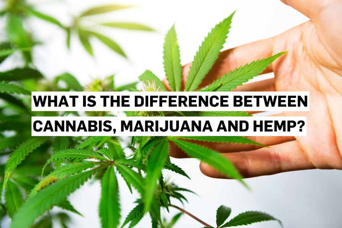 What is the difference between cannabis, marijuana and hemp?
