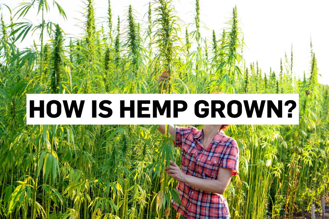 How is hemp grown?