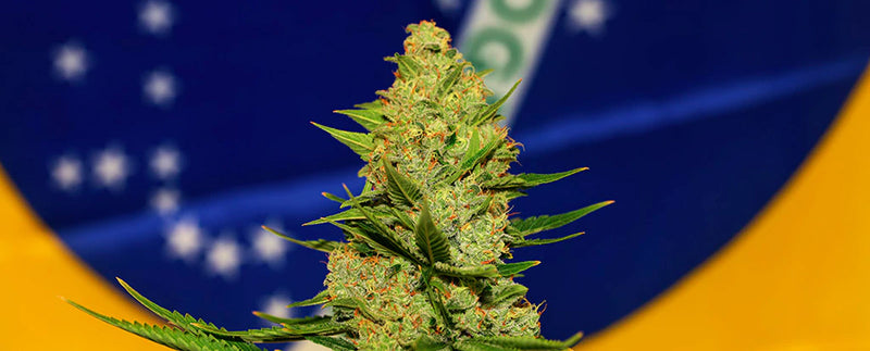 Our Medicinal Cannabis Approved in Brazil Under ANVISA