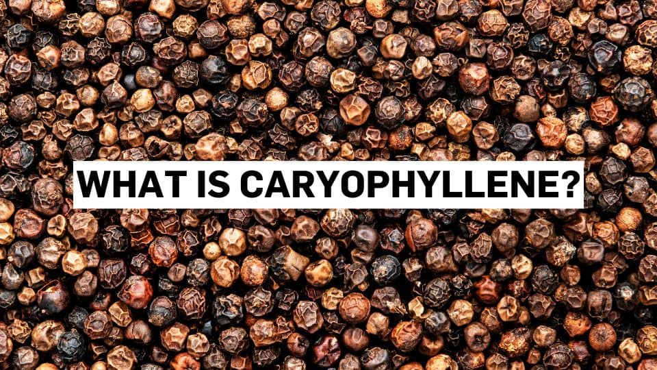 What is caryophyllene?