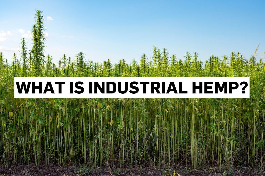 What is Industrial Hemp?