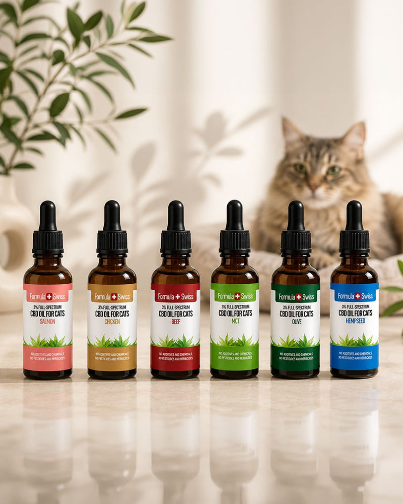CBD Oil for Cats