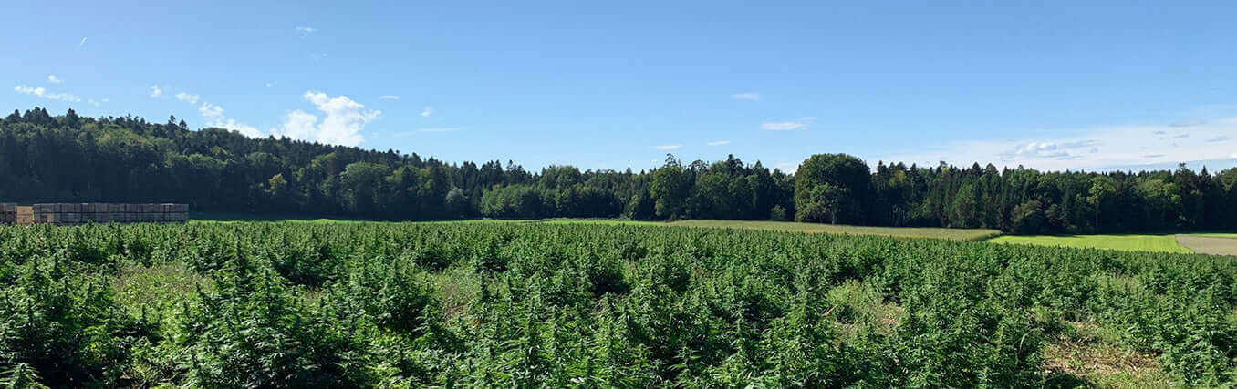 The organic hemp we use for our CBD products at Formula Swiss
