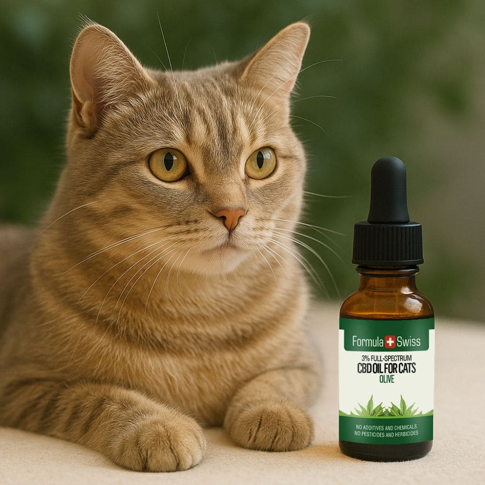 CBD Oil for Cats Olive